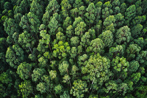 The importance of Sustainability in the fashion industry